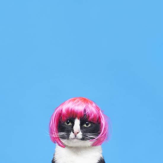 《百變貓公主Cheeto》允許你們拜倒在本小姐的粉嫩肉球之下(*ΦωΦ)✧ - 圖片7