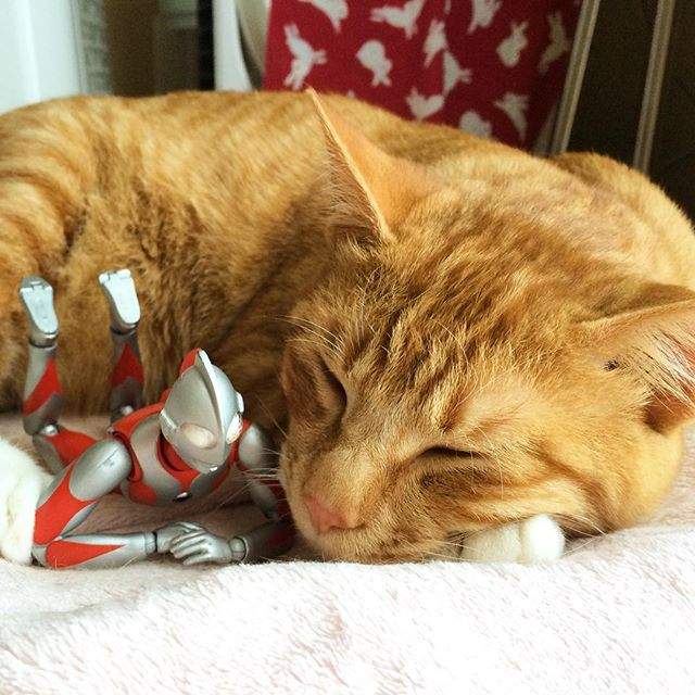 溫馨《被超人力霸王守護的小貓》以後也會反過來守護人類嘛 。◕‿◕。 溫馨《被超人力霸王守護的小貓》以後也會反過來守護人類嘛 。◕‿◕。