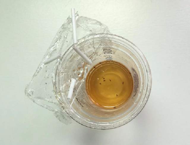 小成本自製《補蠅神器》夏天終於能擺脫果蠅的干擾 小成本自製《補蠅神器》夏天終於能擺脫果蠅的干擾