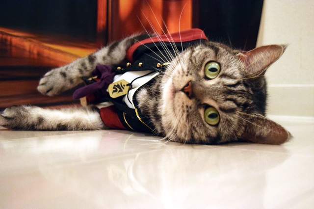 《刀劍亂喵》Cosplay成刀劍男士的帥氣貓貓♥