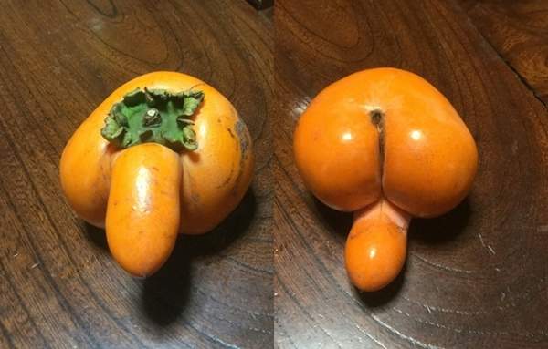 《長得像小雞雞的柿子》莫名在推特上開始了猥褻蔬果的照片交流大會www