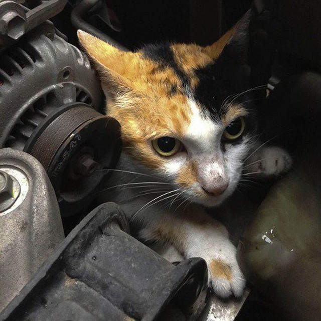 驚悚體驗《開車前沒拍拍引擎蓋的結果》小貓鬼門關前走一遭…… 驚悚體驗《開車前沒拍拍引擎蓋的結果》小貓鬼門關前走一遭……