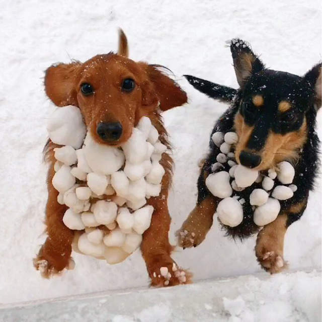 《雪球犬》玩雪玩到結果變成新品種的狗狗們♥