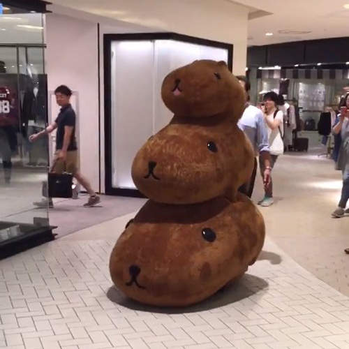 衝擊《水豚君的移動方式》可愛中還帶了點便便的抖動感w（喂）