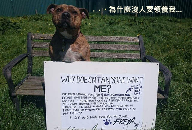 《變形金剛5》加入演員「英國最寂寞的狗」6年來都沒有人要領養他 ಥ___ಥ   《變形金剛5》加入演員「英國最寂寞的狗」6年來都沒有人要領養他 ಥ___ಥ