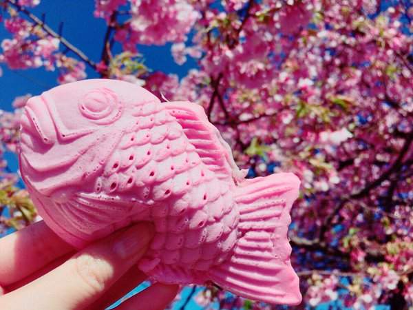 粉粉嫩嫩的《櫻花鯛魚燒》看的我口水都要留下來惹 粉粉嫩嫩的《櫻花鯛魚燒》看的我口水都要留下來惹