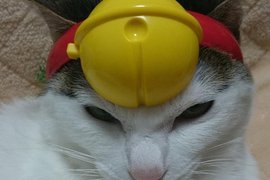 日本麥當勞《哆啦A夢的鈴鐺》貓主子戴起來太可愛啦 ❤ 日本麥當勞《哆啦A夢的鈴鐺》貓主子戴起來太可愛啦 ❤