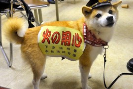 日本京都《人氣消防柴犬》擔任著宣導消防安全的活招牌 日本京都《人氣消防柴犬》擔任著宣導消防安全的活招牌