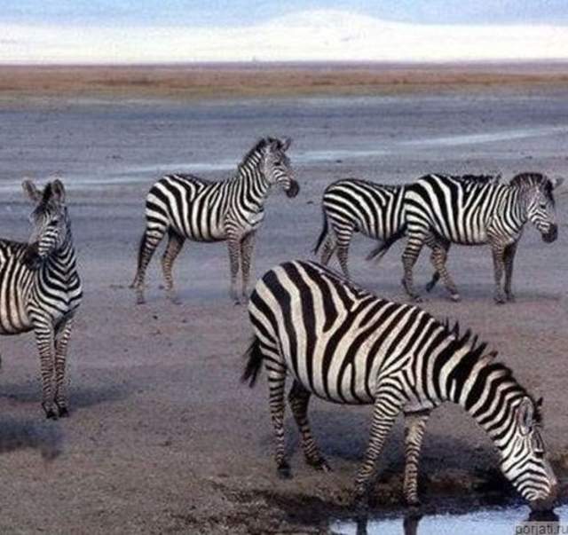 5秒眼力測驗《從畫面中找出懸疑處》不用拿放大鏡把網頁200%放大看就好XD