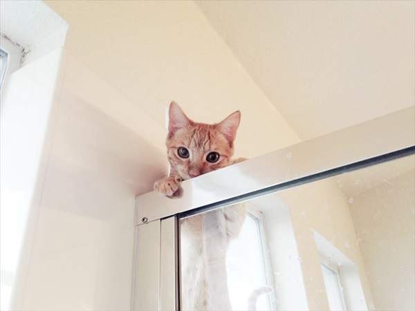 《偷窺中的貓咪》對找掩護沒概念的小蠢貓們超可愛（抱緊） - 圖片4