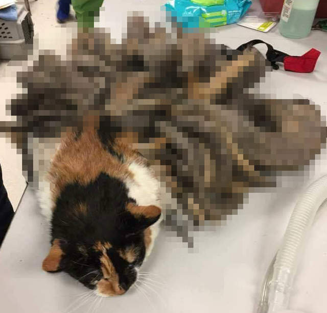 《毛怪貓》主人去世之後獨自流浪生活的貓竟成了這副德性！？