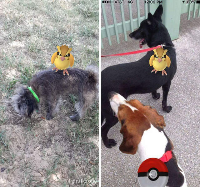 《Pokemon Go》讓遛狗志工爆增 玩遊戲兼做善事 《Pokemon Go》讓遛狗志工爆增 玩遊戲兼做善事
