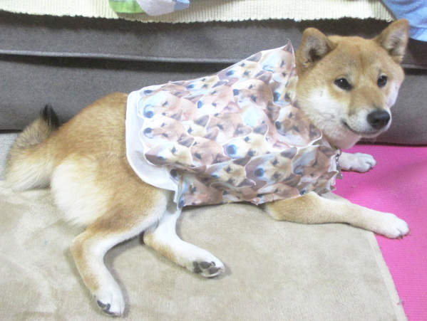 《公開處刑寵物衣》穿下印有自己照片的T恤是哪招? 《公開處刑寵物衣》穿下印有自己照片的T恤是哪招?