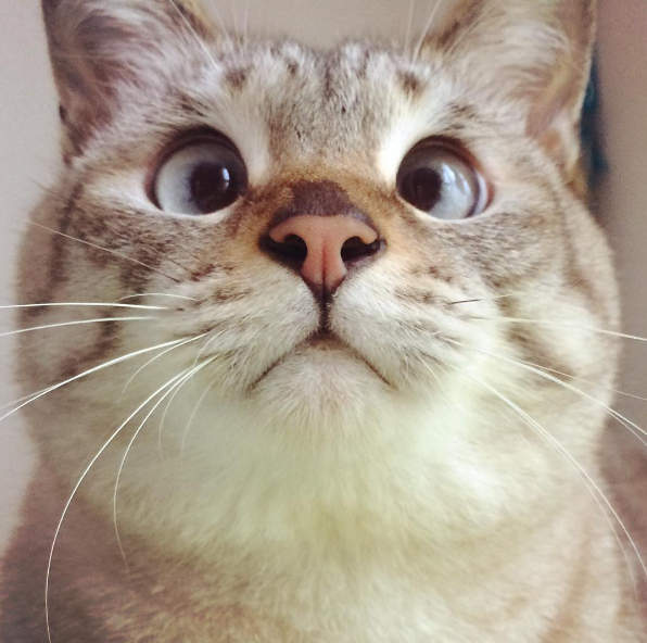 《鬥雞眼貓Sol》看不開的集中魅力（盯）