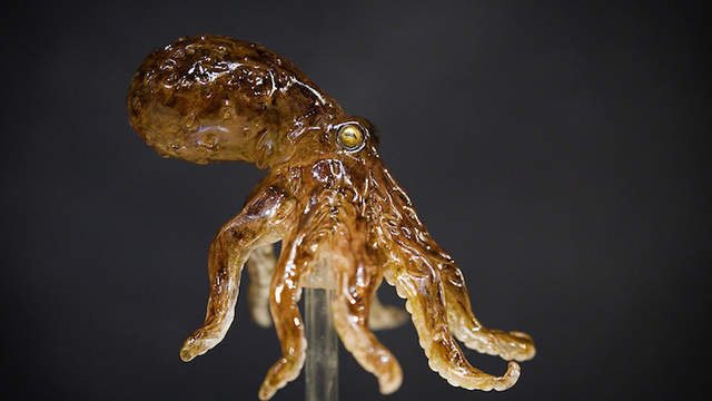 《動物糖雕》浅草飴細工越來越強大了啊阿 《動物糖雕》浅草飴細工越來越強大了啊阿