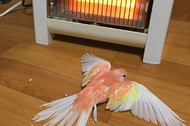 《冬天取暖的鸚鵡》連鳥兒都抗拒不了暖爐的魅力 《冬天取暖的鸚鵡》連鳥兒都抗拒不了暖爐的魅力