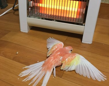 《冬天取暖的鸚鵡》連鳥兒都抗拒不了暖爐的魅力 《冬天取暖的鸚鵡》連鳥兒都抗拒不了暖爐的魅力
