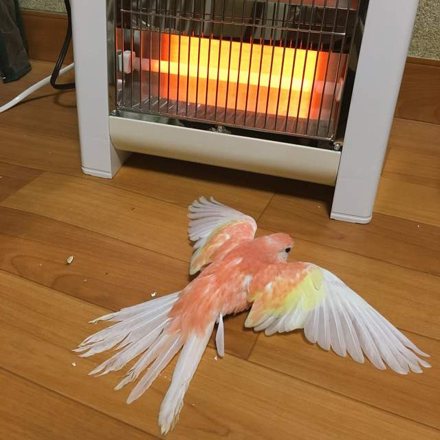 《冬天取暖的鸚鵡》連鳥兒都抗拒不了暖爐的魅力