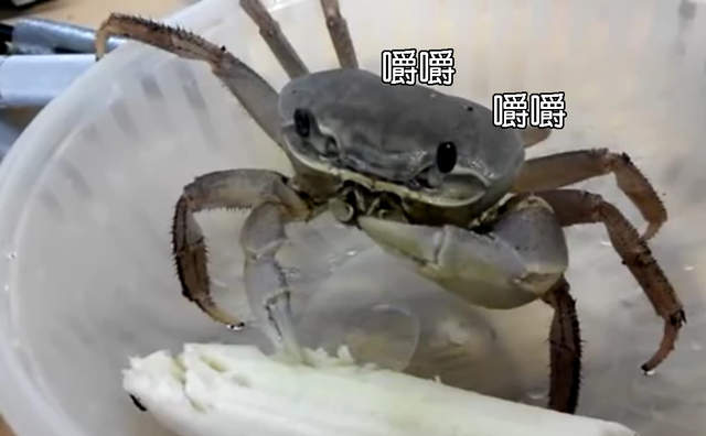 《螃蟹進食秀》原來螃蟹也是療癒系寵物好選擇 《螃蟹進食秀》原來螃蟹也是療癒系寵物好選擇