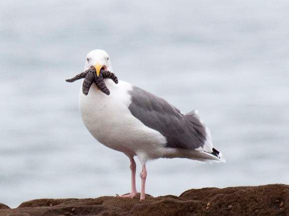 《克蘇魯邪神海鷗》以後吃海星要注意一下吃相...
