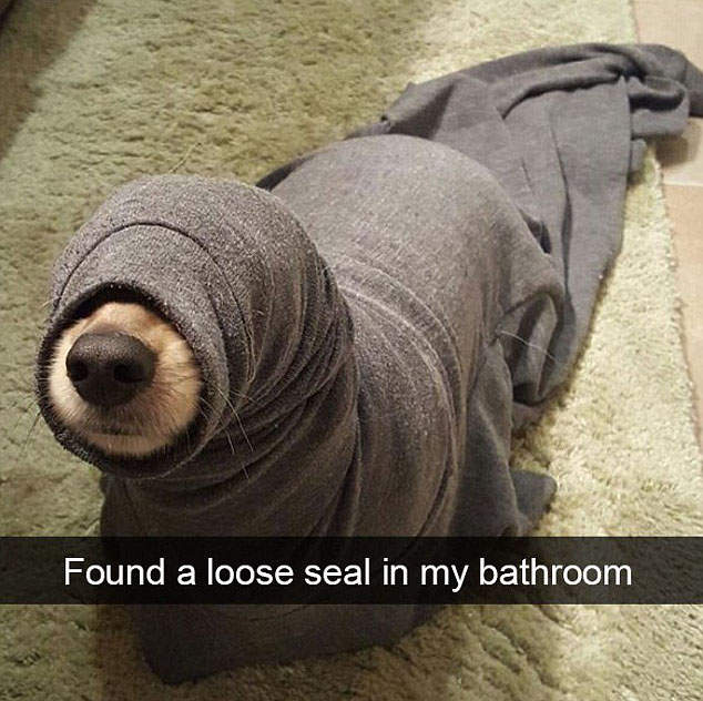 Snapchat分享《狗狗超珍奇畫面》我養的到底是狗還是海豹？