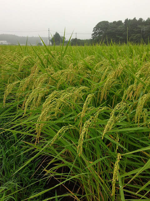 《被女生说过最残酷的话》看完只觉得想在地上写个惨字 - 图片5 《被女生说过最残酷的话》看完只觉得想在地上写个惨字
