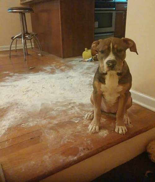 《寵物的破壞力》給牠們一卷紙巾一顆抱枕牠們就幫你打造遍地雪花（誤）