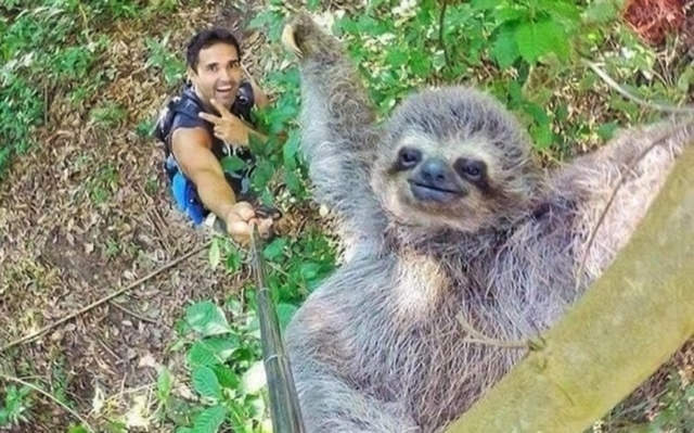 《樹懶自拍照》行動緩慢的樹懶竟意外是自拍高手? - 圖片3 《樹懶自拍照》行動緩慢的樹懶竟意外是自拍高手? - 圖片3