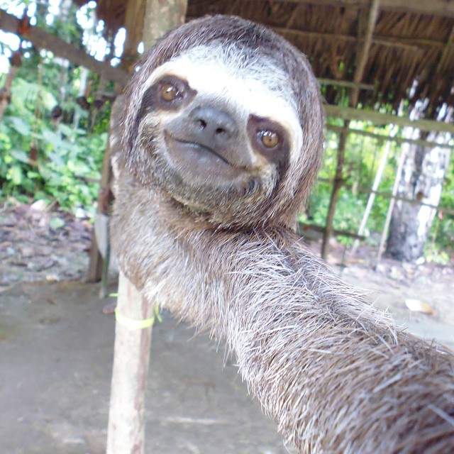 《樹懶自拍照》行動緩慢的樹懶竟意外是自拍高手? - 圖片8 《樹懶自拍照》行動緩慢的樹懶竟意外是自拍高手? - 圖片8