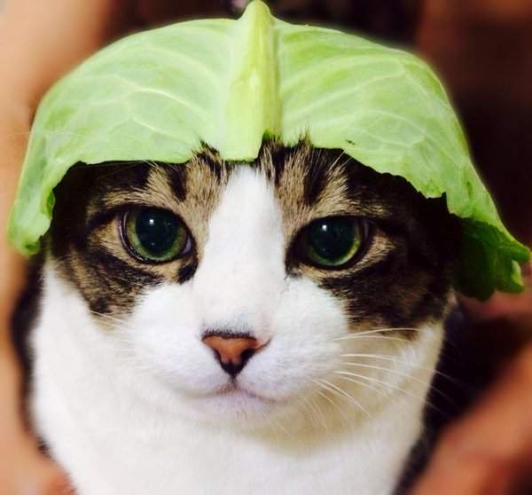 《高麗菜帽帽》這麼可愛的綠帽人人搶著戴♪