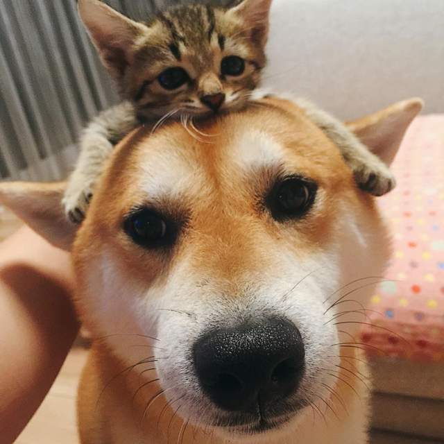 治癒感滿點《柴犬與小貓》小貓：陪我玩(撲) 柴柴：感覺到困擾(皺眉)