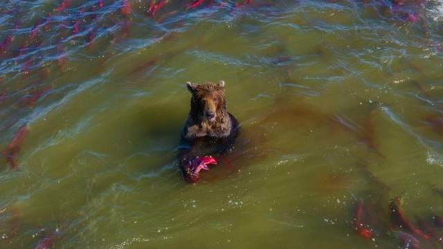 《Google地圖拍到熊》飽餐一頓後表示你是在拍什麼東西啦