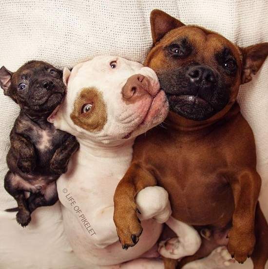 《熱心的兩隻狗狗》一起照顧同樣曾被棄養的小狗♥