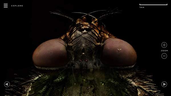 注意《昆虫超近特写》苍蝇长得好像长满鼻毛的
