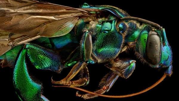 閱覽注意《昆蟲超近特寫》蒼蠅長得好像長滿鼻毛的鼻孔(?) 閱覽注意《昆蟲超近特寫》蒼蠅長得好像長滿鼻毛的鼻孔(?)