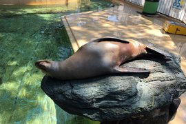 水族館放水打掃日《海獅自己找樂子滑行遊玩》咻~ 水族館放水打掃日《海獅自己找樂子滑行遊玩》咻~