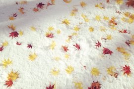 北海道下雪《積雪與紅葉》秋冬交替之際的奇蹟美景 北海道下雪《積雪與紅葉》秋冬交替之際的奇蹟美景