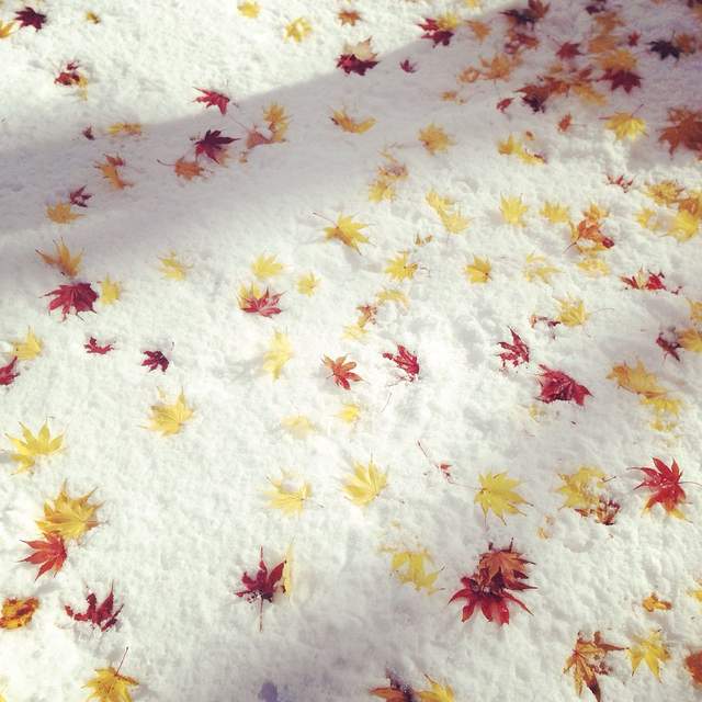 北海道下雪《積雪與紅葉》秋冬交替之際的奇蹟美景 北海道下雪《積雪與紅葉》秋冬交替之際的奇蹟美景