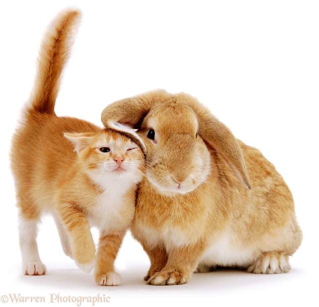 毛色好配對《跨種族動物兄弟姊妹》你們真的不是失散多年的的手足嗎? 毛色好配對《跨種族動物兄弟姊妹》你們真的不是失散多年的的手足嗎?