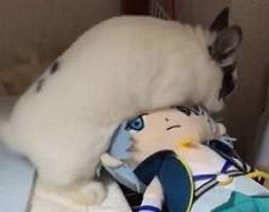 《心愛的環環被兔子上了》超高速動腰讓男人紛紛感到自卑… 《心愛的環環被兔子上了》超高速動腰讓男人紛紛感到自卑…