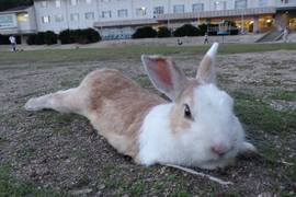 日本網友的《兔子島遊記》跟著他的腳步攻略大久野島 日本網友的《兔子島遊記》跟著他的腳步攻略大久野島