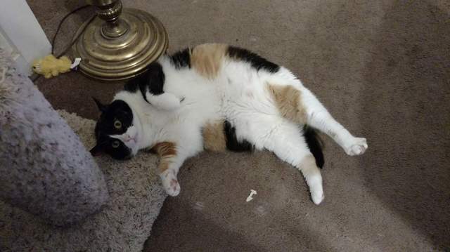 《翻肚肚貓咪同好會》特別喜歡貓咪肚子的人有福啦