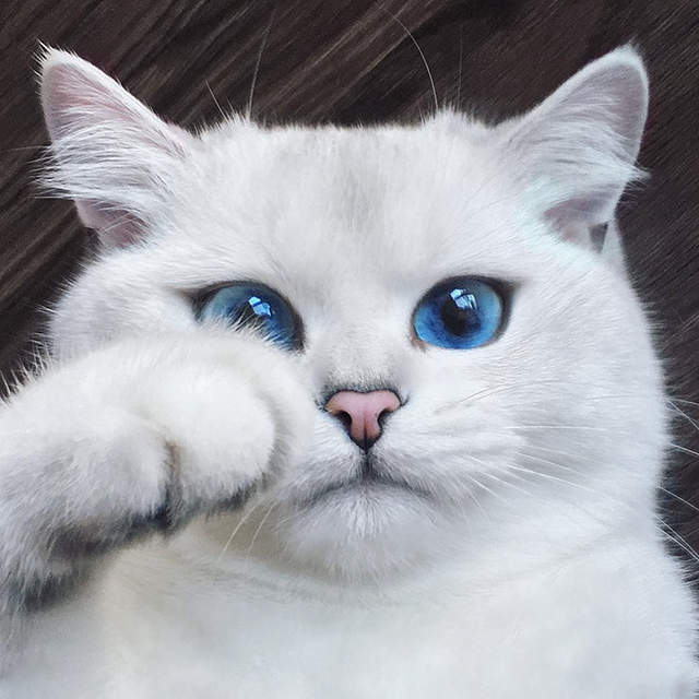 《擁有最美麗藍眼睛的貓咪Coby》看久了彷彿會被他的藍眼睛吸進去... - 圖片1