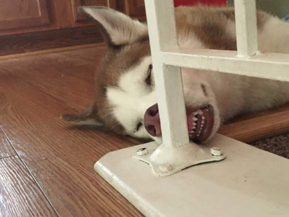 《狗狗奇怪睡相》這是睡到都靈魂出竅了吧...