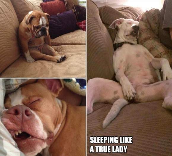 《狗狗奇怪睡相》這是睡到都靈魂出竅了吧... - 圖片10