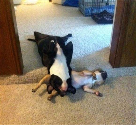 《狗狗奇怪睡相》這是睡到都靈魂出竅了吧... - 圖片23