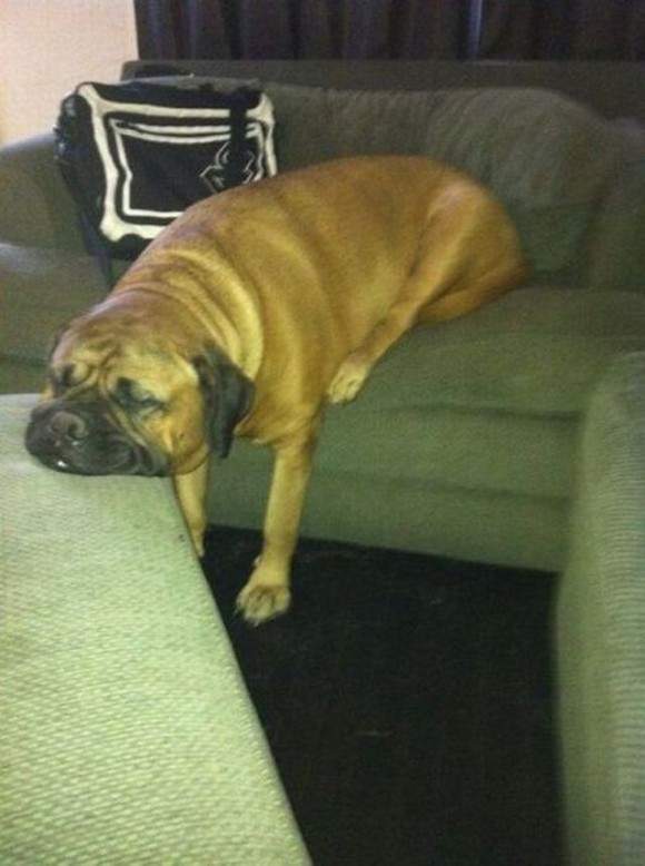 《狗狗奇怪睡相》這是睡到都靈魂出竅了吧... - 圖片15