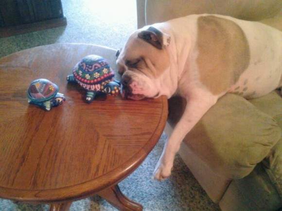 《狗狗奇怪睡相》這是睡到都靈魂出竅了吧... - 圖片14