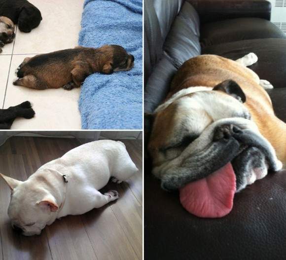 《狗狗奇怪睡相》這是睡到都靈魂出竅了吧... - 圖片3