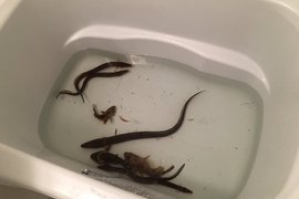 《浴室裡的珍奇事件》洗浴室怎麼變出這麼大量的泡泡啊XD 《浴室裡的珍奇事件》洗浴室怎麼變出這麼大量的泡泡啊XD